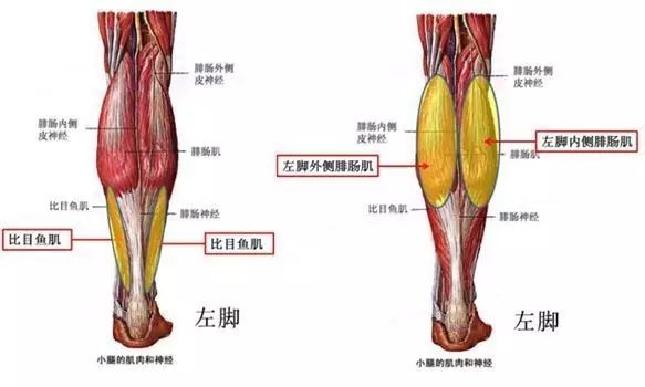 腓肠肌是小腿后面浅层的大块肌肉,俗称小腿肚子.