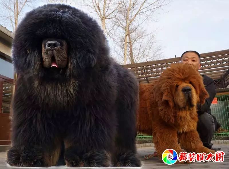 【藏獒朋友圈头条】中国黄山獒苑秉承"三最"再造2017的市场潮流核心!