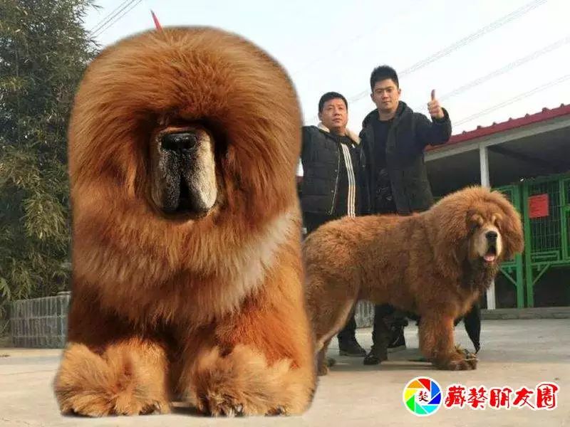 【藏獒朋友圈】有了"大前进"财富都往"库里"进!