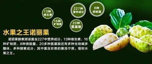 诺丽果酵素的11大功效与作用，天然营养成分多达227种！