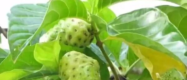 饮用诺丽果酵素竟然会出现这些反应？恭喜你身体正在好转！