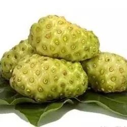 诺丽与消化系统