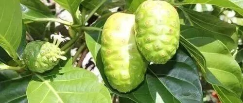 诺丽果汁酵素：维持健康的“适应原”