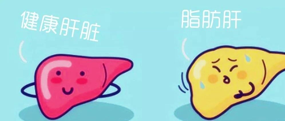 脂肪肝是肝癌罪魁祸首！诺丽护肝抗癌双重保障
