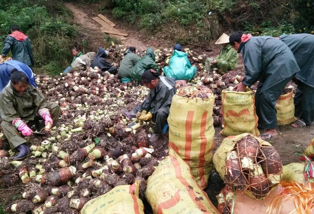 闽东地理标志巡礼 | 福鼎槟榔芋,小芋头闯出亿元大企业