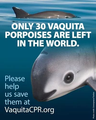 美政府被海豚告上法庭：政府不作为将它们推向灭绝