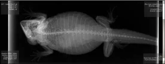 奇趣百科 涨姿势 · 17种怀孕动物X光照片,大开眼界!-怀孕期