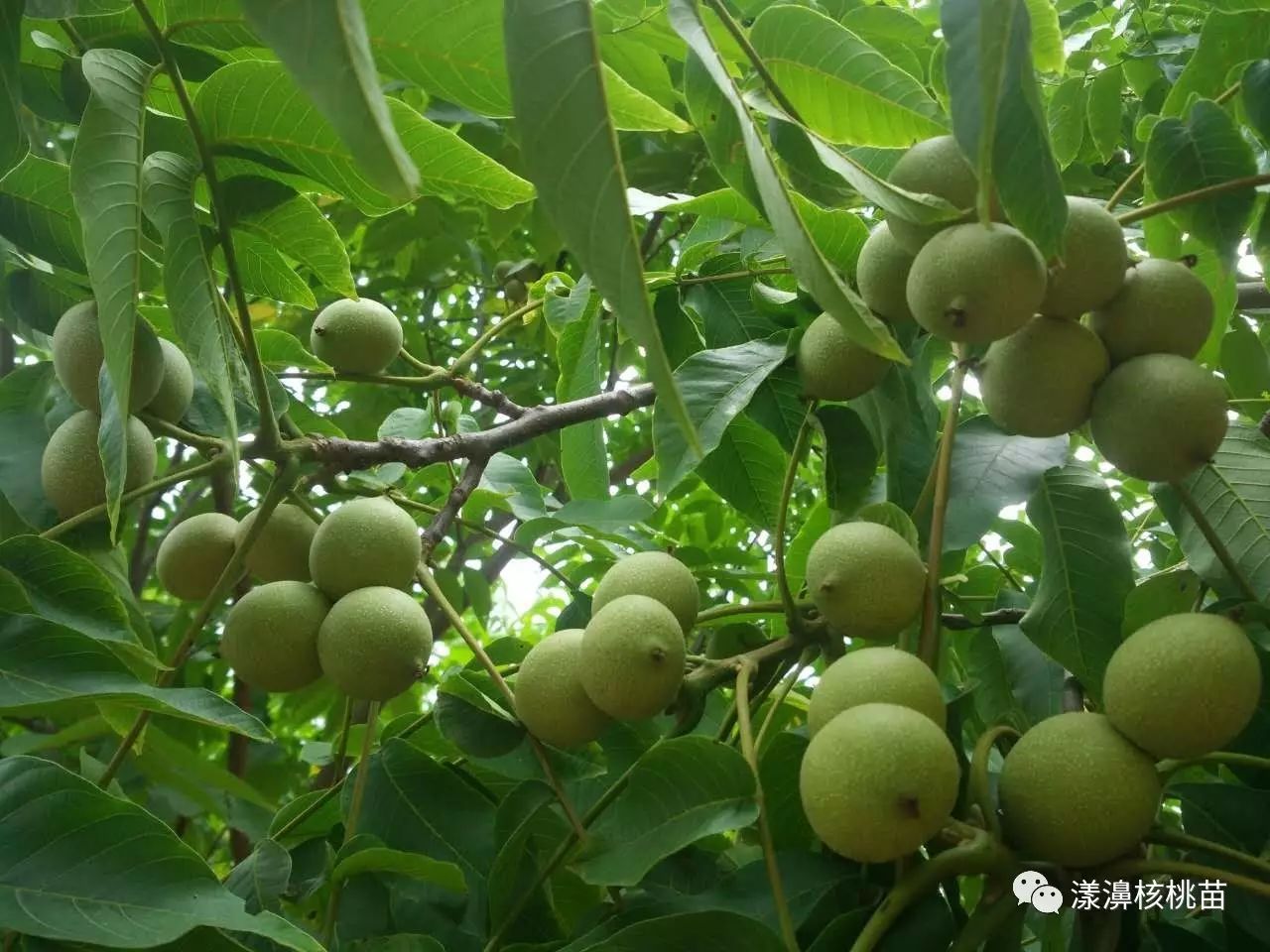 漾濞核桃的种植技术