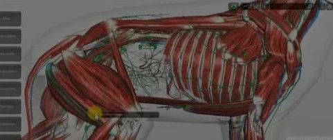 兽医必备的犬3d解剖软件免费领取 指兽 微信公众号文章阅读 Wemp