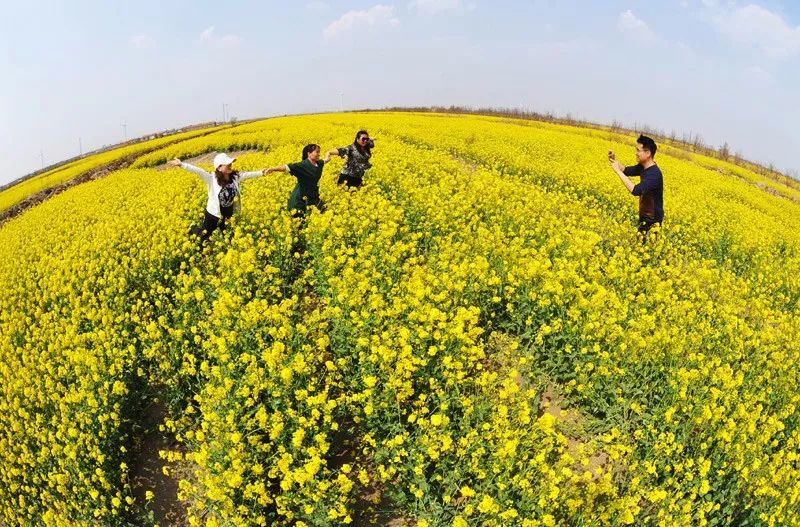 黄骅·吕桥镇狼虎庄村油菜花海