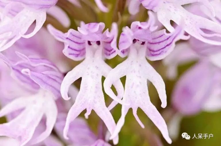 布袋花/单花荷包花 calceolaria uniflora 施主,我来化缘啦?