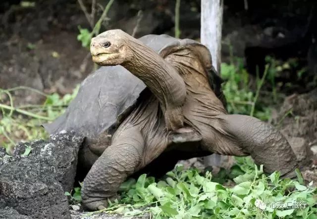 加拉帕戈斯象龟,一年不吃不喝还是生存?