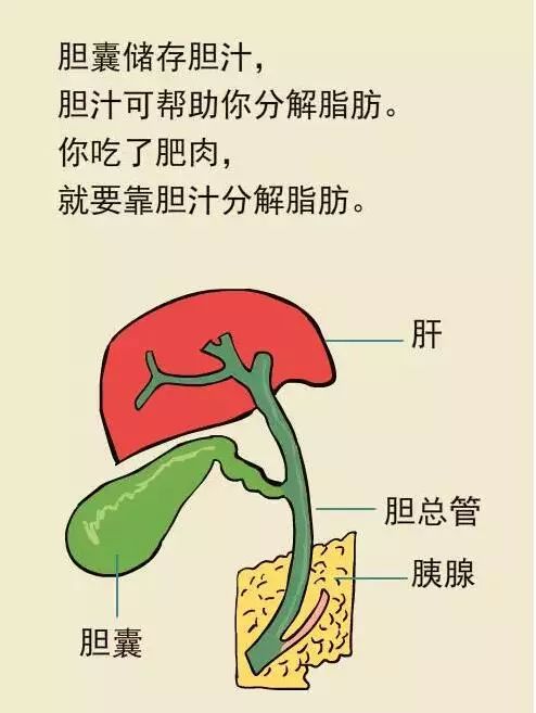 健康你以为的胃疼也许是胆囊病保胆护肝要做到4点