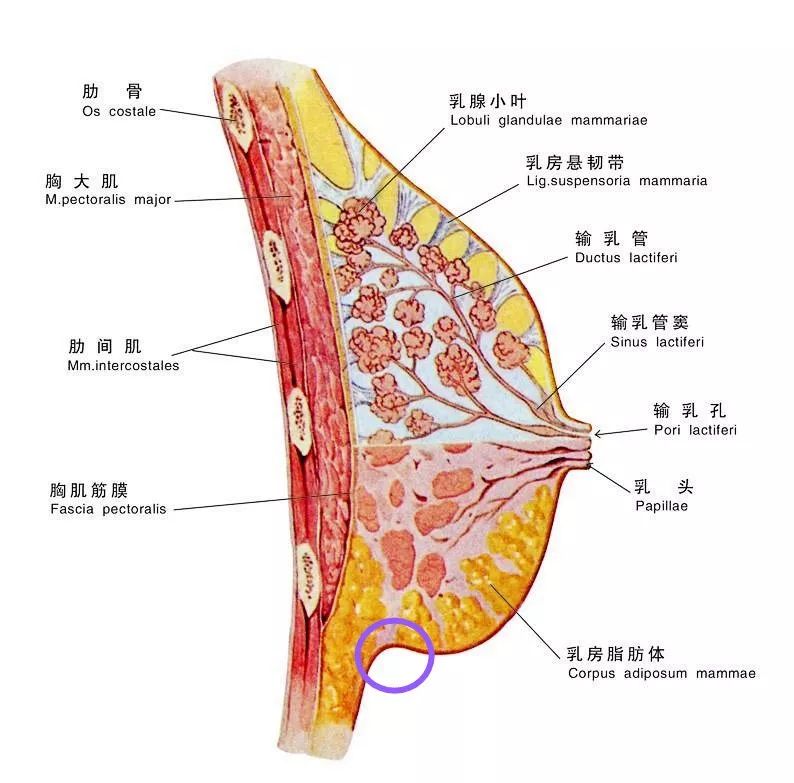 乳房的内部结构 果壳