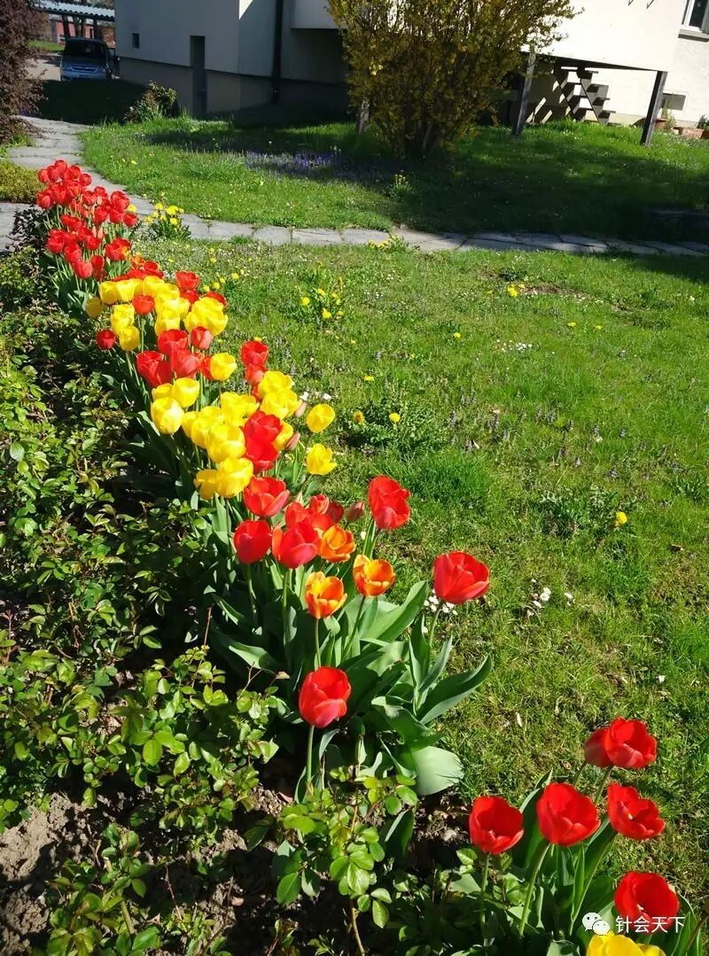 瑞士花粉症的发病机理探讨及中医药治疗方法 针会天下 微信公众号文章阅读 Wemp