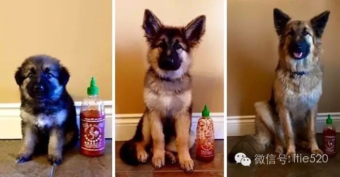 今日感言:票房超越《自杀小队》的动画禁片;10岁女孩儿,怀孕5个月…等-怀孕期