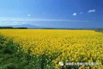 大鹏古城、美丽乡村赏花、浪漫较场尾海滩欢乐1日游