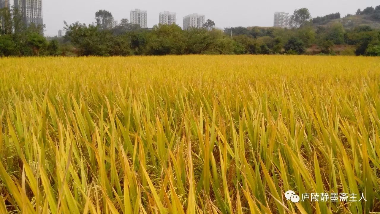 一个来自五湖四海的小山村——高陂