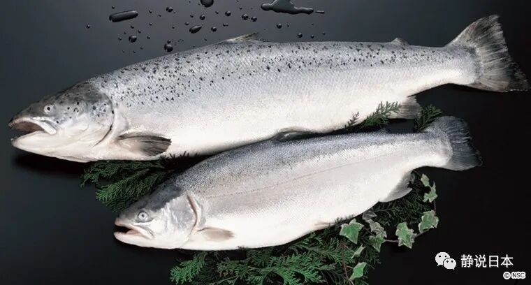 日本人如何吃三文鱼