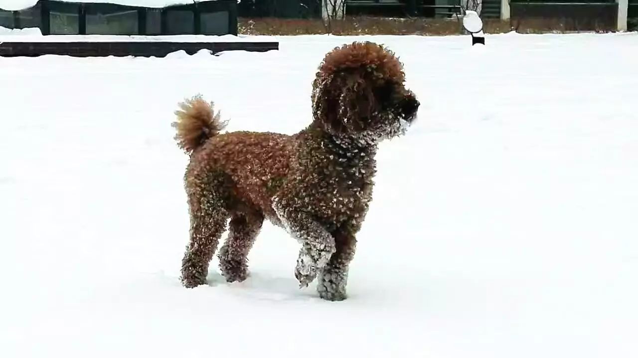 塞北春雪