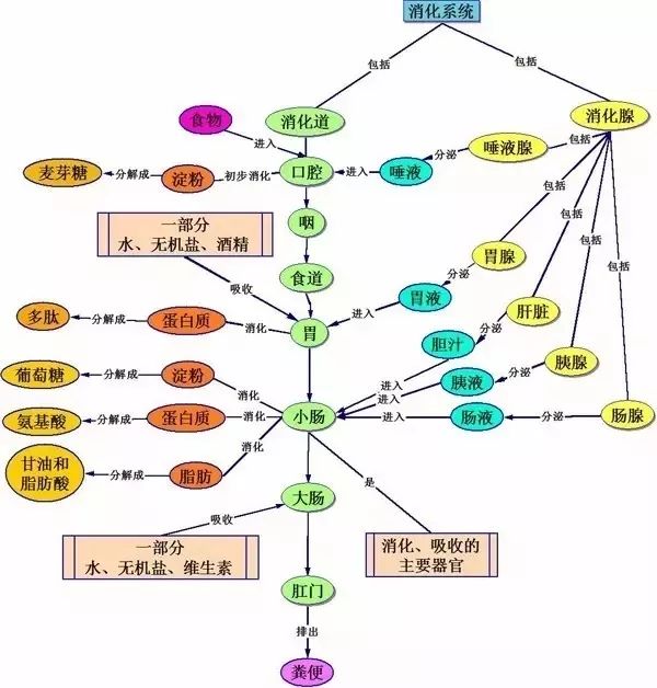 为什么沙棘可以改善消化系统疾病(肠胃炎,胃溃疡,阑尾