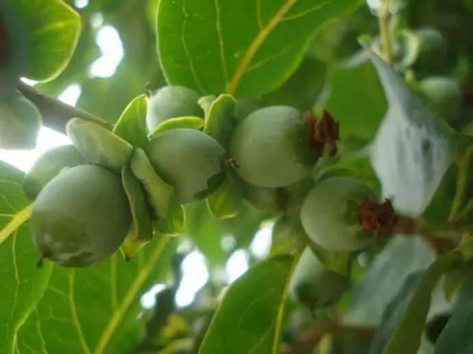 黑枣学名君迁子(diospyros iotus linn),属柿树科.