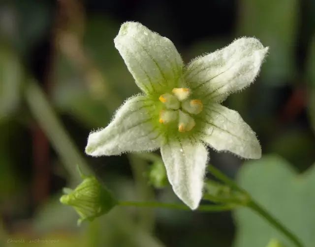 11月3日天蝎星座花 葫芦泻根 鹿舌草 Flowerlanguage花时间 微信公众号文章阅读 Wemp