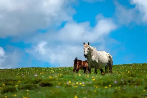 “丁真的世界”有规矩，这点不注意，直接进警局!