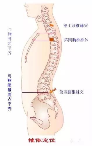 以棘突定椎体的位置 颈椎,上位胸椎和腰椎的棘突与同位椎体平齐;中