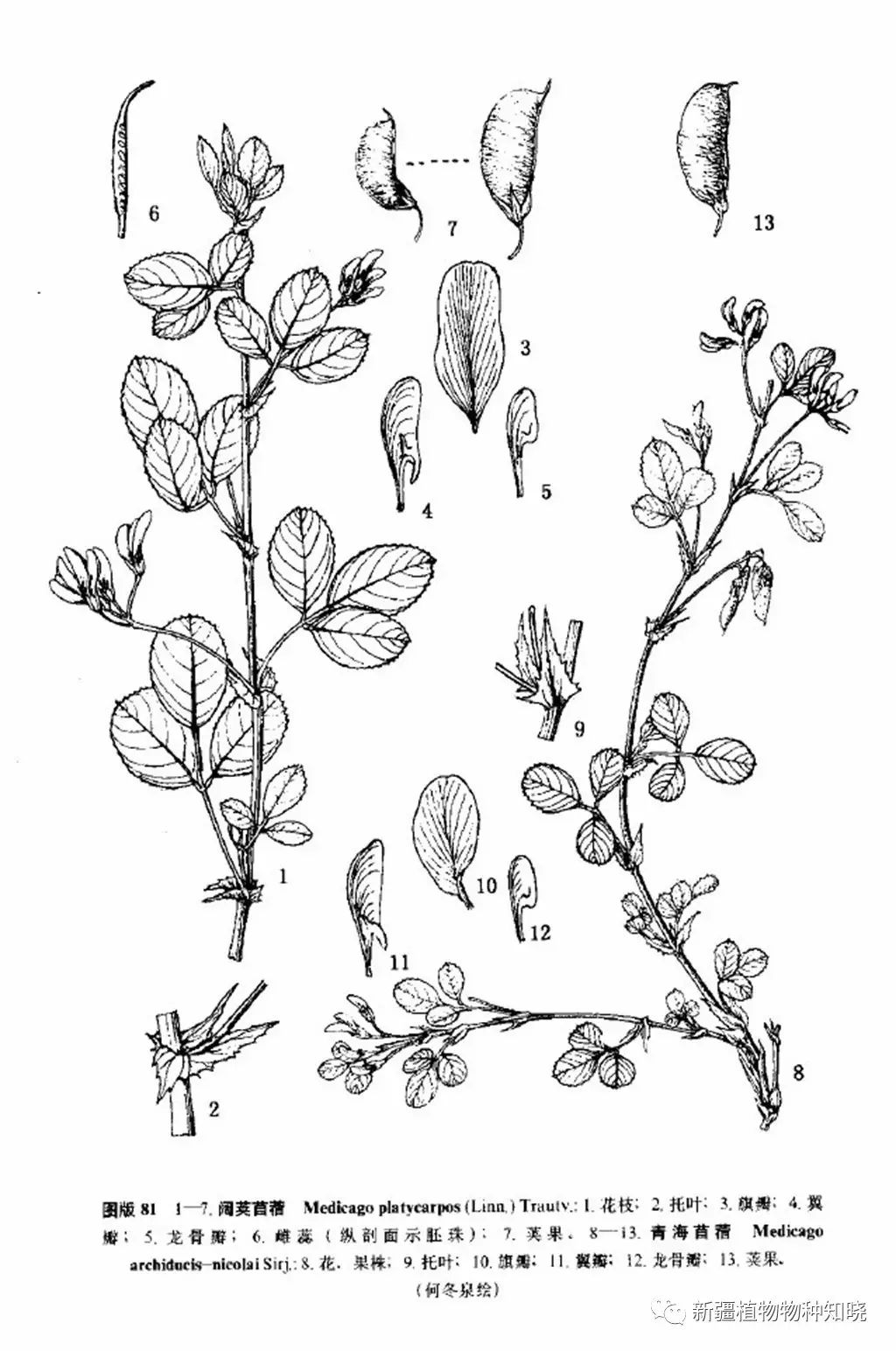 新疆豆科苜蓿属植物种类图鉴