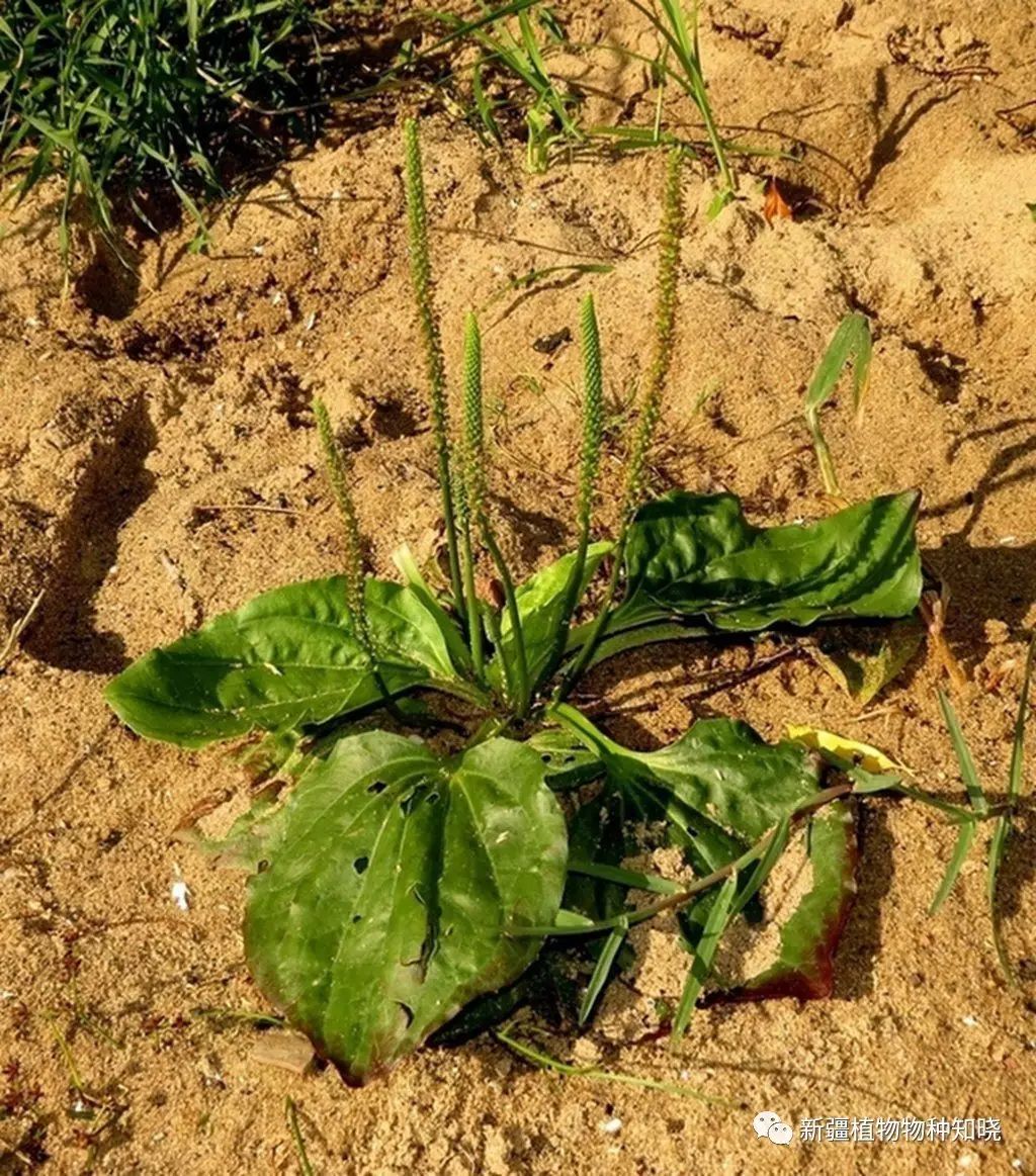 新疆车前科车前属植物种类图鉴