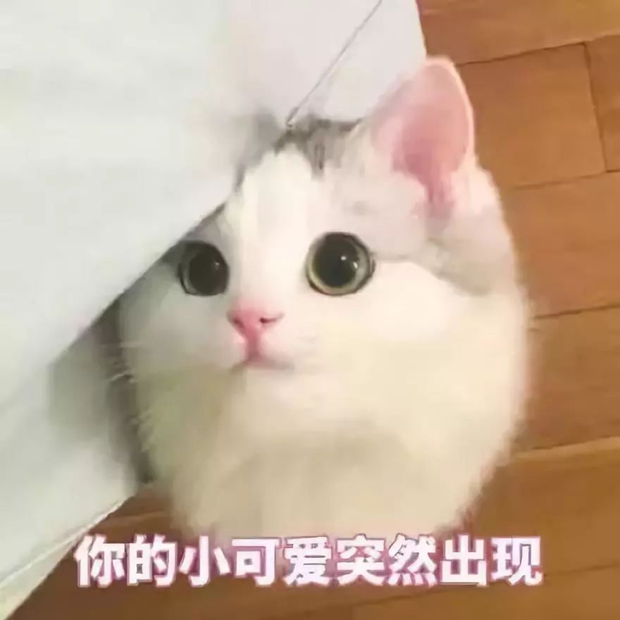 我们一起学猫叫,一起喵喵喵喵喵!是不是很耳熟.