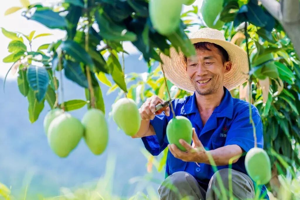 攀枝花国际芒果采摘节即将盛大开幕!猜猜今年的芒果王