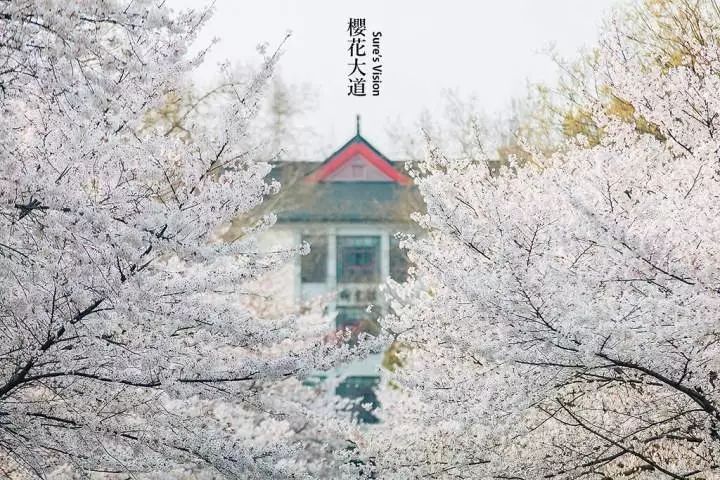 交通:地铁2号线孝陵卫站 门票:无 南京林业大学 每年初春,南林的"樱花