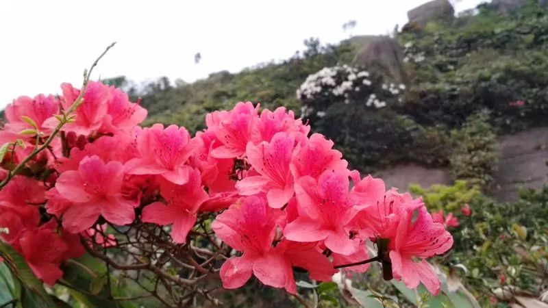 春日花事 | 趁着花期,快去牛牯嶂看高山杜鹃