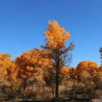 【赏额济纳旗胡杨林秋色丨5日】9-10月:银川 额济纳旗 黑城遗址 弱水金沙湾 户外纯玩5日游