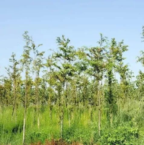 重磅|苗圃看苗 要看门道