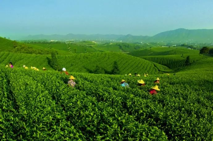 茶树 在冲泡过程中必须掌握一定的技巧 才能使品饮都充分领略到安吉