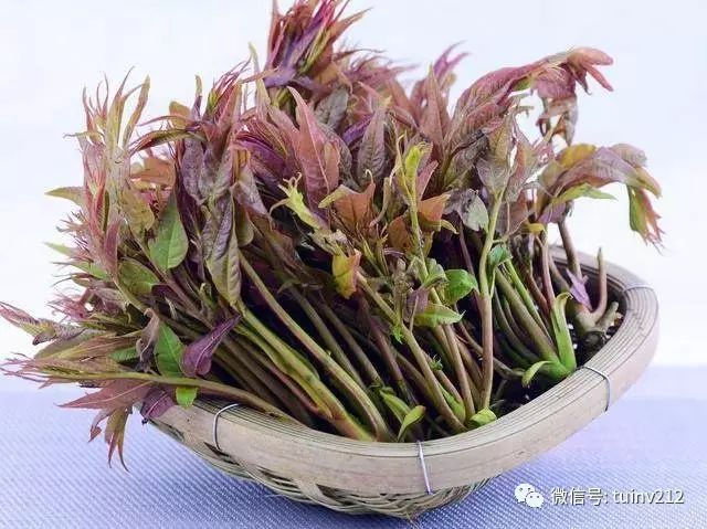 广西板蓝根冲剂联盟,这些野菜一定要吃!都是抗病小能手!