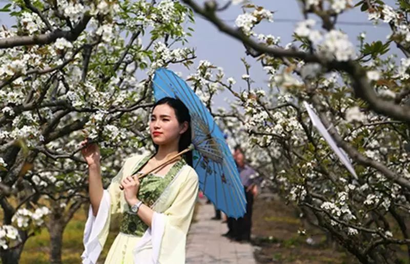 盛大来袭!花闹庄市·春有声——赏花月&梨花节3月29日将开幕