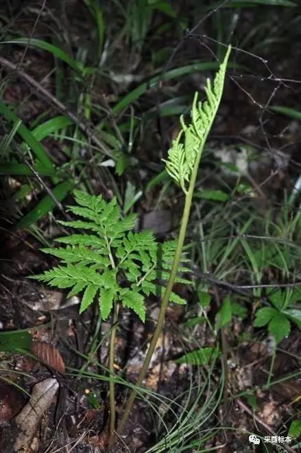 蕨美——蕨类和药材