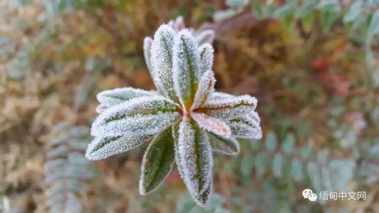 奇景,一夜之间缅甸红宝石之乡被冰雪刷屏!