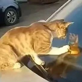 看见一只橘猫趴在车上，刚想去赶走它，走近后却默默拿出手机……