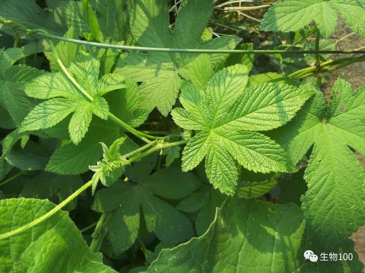 清明节采花:小时候见过的植物还认得吗?采路边野花时先要认识她