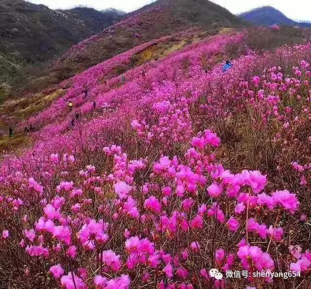 活动┃本周六岫岩踏青一日行,赏漫山映山红.