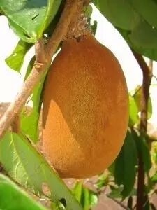 YS开云网页版在线登录网站
大花可可乳木果脂原料