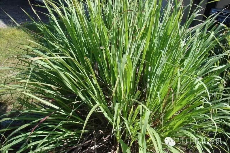 YS开云网页版在线登录网站
尼泊尔柠檬草精油批发