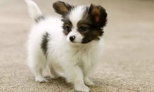 美文美声：方唱《流浪狗》《老猫小迷》朗诵  方卫