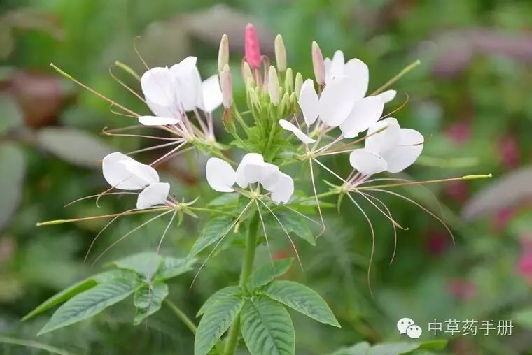 【白花菜子】功效与作用