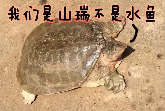 故山瑞鳖有" 山珍"之称.